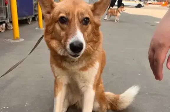 Найдена собака, Москва, фото: Найдена рыжая собака, Нансена 1с1, Москва