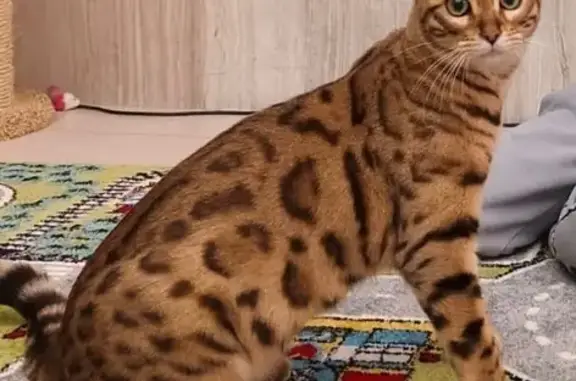 Кошки потеряшки, Ропша, фото: Потеряшка кошка: ул. Ген. Федюнинского, Ропша