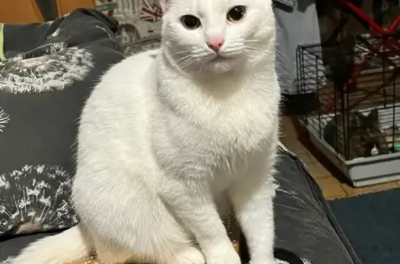 Кошки потеряшки, Ульяновск, фото: Потеряшка белая кошка, Ульяновск, Краснопролетарская 22