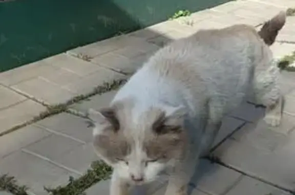 Найдена кошка, Апрелевка, фото: Кот найден: ул. Пушкина, 15, Апрелевка