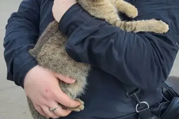 Кошка найдена: ш. Энтузиастов, Балашиха