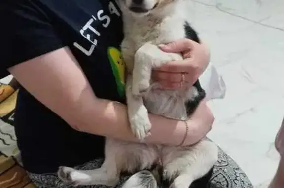 Найдена собака, Михайловка, фото: Собака найдена: Родниковая ул., Михайловка