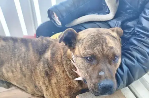Найдена собака, Московская область, фото: Стаффордширский терьер найден на А-108