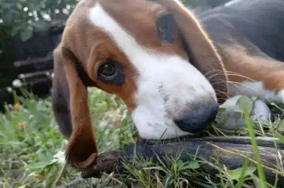 Собаки потеряшки, Ставрополь, фото: Потеряшка собака, ул. Гоголя 4А, Ставрополь