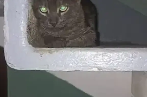 Объявления о пропавших и найденных животных, Санкт-Петербург, фото: Кошка найдена: пр. Солидарности, 3 к3