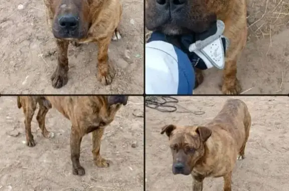 Собака найдена: 31, МО