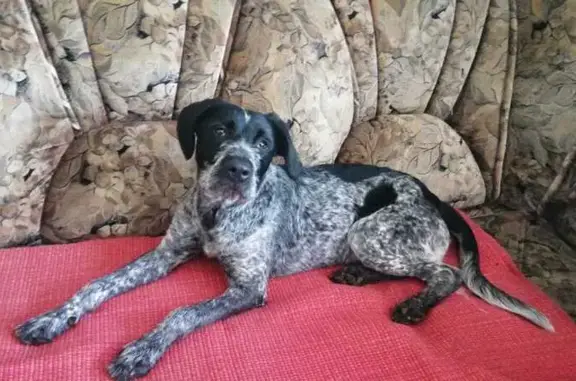 Собака найдена: Печищинский тракт, В. Услон