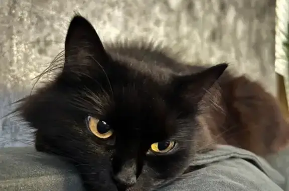 Кошки потеряшки, Москва, фото: Потеряшка кошка, Дорожная ул. 56 к4, Москва