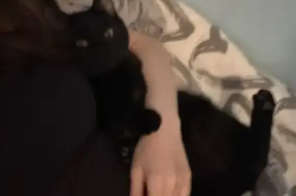 Кошки потеряшки, Петрозаводск, фото: Потеряшка черная кошка, Шотмана 36А, Птз.