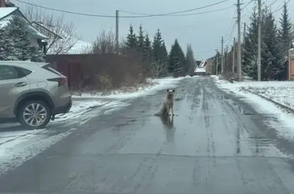 Собака с ошейником на Ангарской, 71
