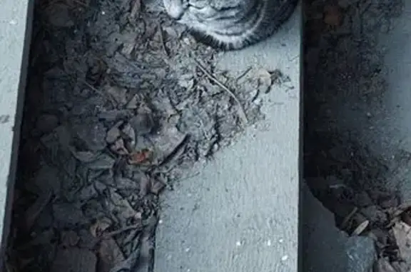 Кошка найдена, ул. Луначарского 3, Птз.