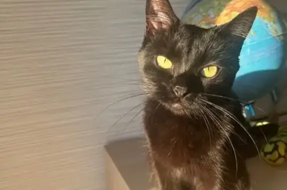Пропала черная кошка, Спасский пер., 7