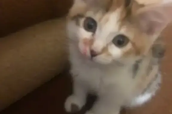 Кошки потеряшки, Якутск, фото: Потеряшка кошка, ул. Лермонтова 140/2