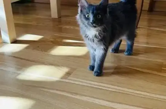 Кошка найдена, ул. Академика Королёва, 2