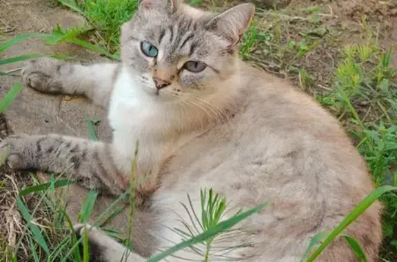 Пропала кошка, бульвар Белоусова, 28