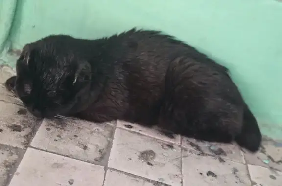 Кошка найдена: ул. Гагарина, 1, Орехово-Зуево