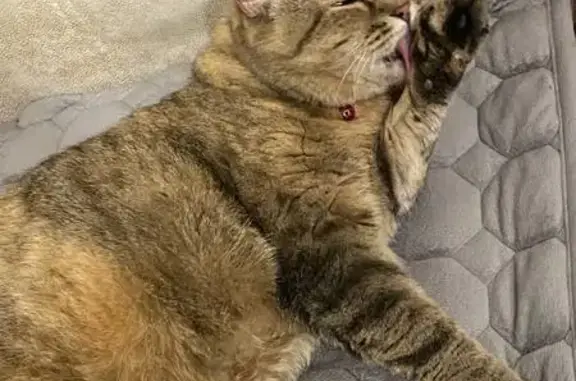 Кошка найдена: Совнаркомовская 34, НН