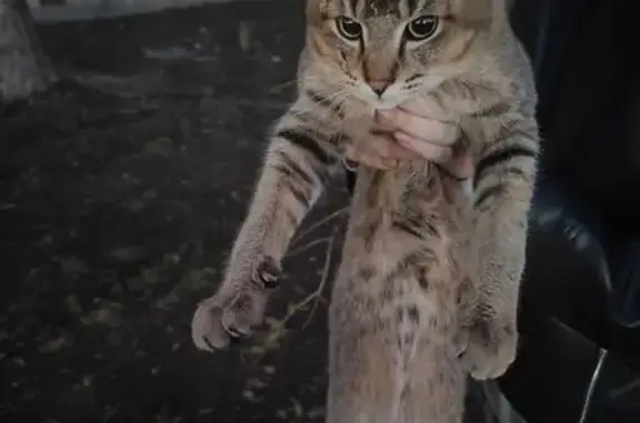 Кошка найдена, Малахова 87, Барнаул