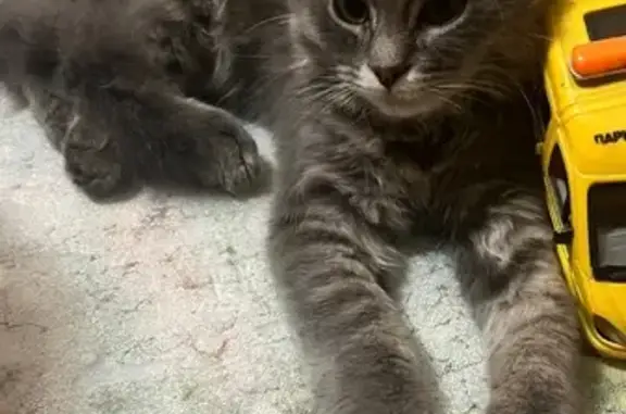 Котенок найден, Токарная 18А, Пенза