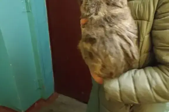 Кошка найдена: ул. 75-й Гвард. Бригады, 1В