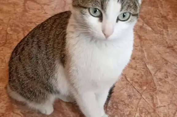 Найдена кошка, Когалым, фото: Кошка найдена у Фортуны, Олимпийская 21/1