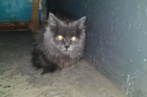 Кошка найдена на Черняховского, 8А, Курган