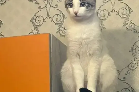 Кошки потеряшки, Инта, фото: Потеряшка кошка, ул. Мира 56, Инта