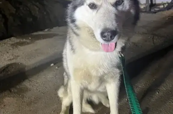 Найдена хаски, ул. В.М.Шукшина, Омск