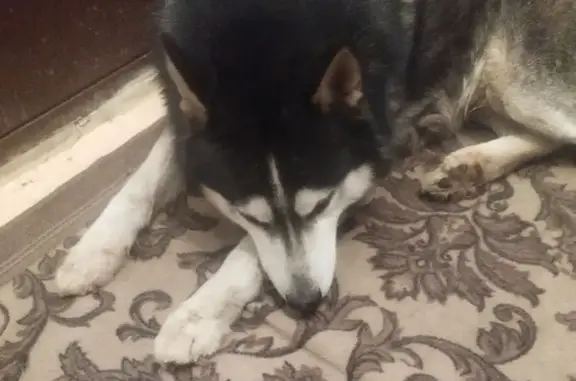 Собака найдена: ул. Хохрякова 30, Челябинск