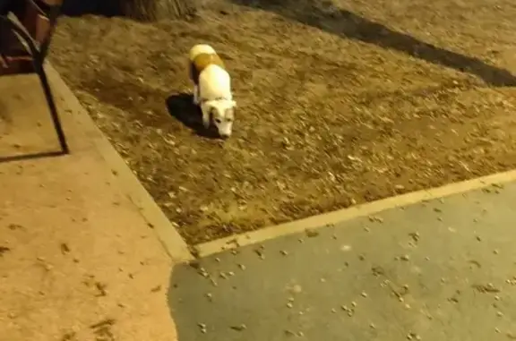 Собака найдена: Михневская ул., 7к1, Москва