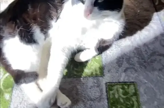 Кошки потеряшки, Симферополь, фото: Потеряшка кошка, Береговая ул., 25, Симферополь