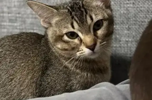 Кошки потеряшки, Зеленогорск, фото: Потеряшка кошка Тори, 55 Зеленогорск