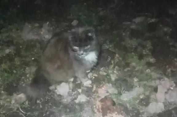 Найдена кошка, Тульская область, фото: Кошка найдена в Верходонье, Тульская обл.