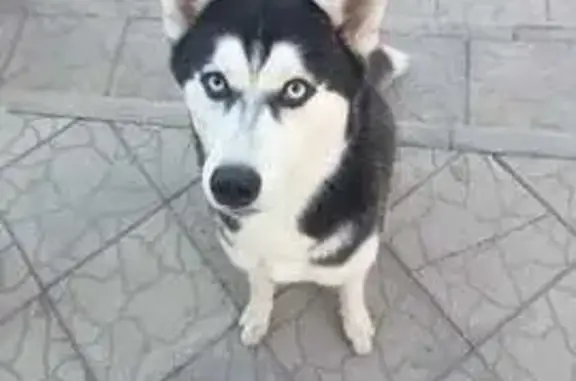 Хаски найдена: ул. Ратной Славы, 32