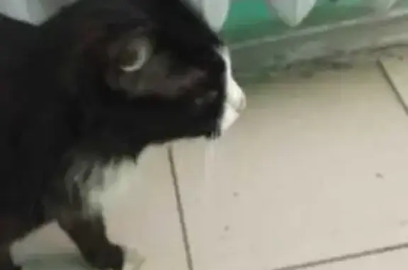 Кошка найдена: Северная 36, Вологда