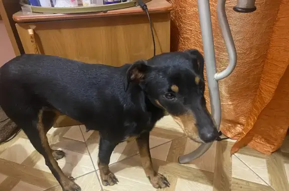 Найдена собака, Сочинское шоссе, 6