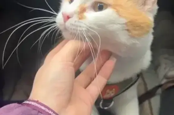 Кошки потеряшки, Москва, фото: Потеряшка кот Честер: 1-й Котляковский пер., 2А к3