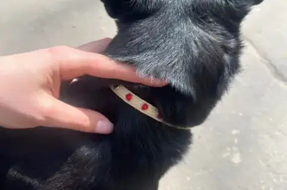 Найдена черная собака, Амурская 27