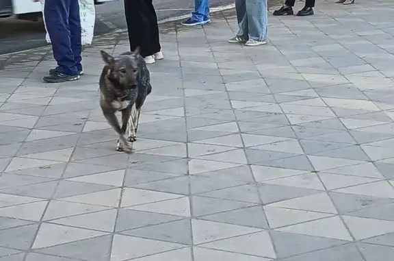 Собаки найдены на ул. Авроры, Самара