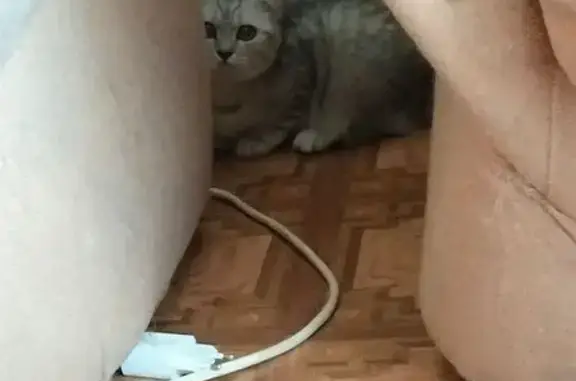 Найденные животные Йошкар-Ола, фото: Кошка найдена: ул. Эшкинина, Йошкар-Ола