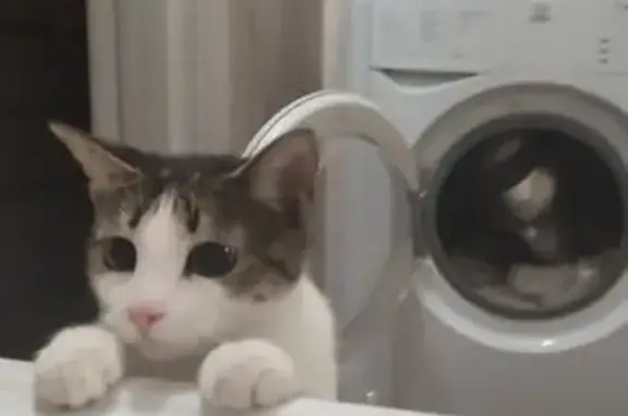 Кошки потеряшки, Шарыпово, фото: Потеряшка кошка, Привольная 7, Шарыпово