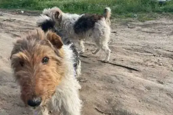 Найдена собака, Астрахань, фото: Фокстерьеры найдены в СНТ, Астрахань 12А-235