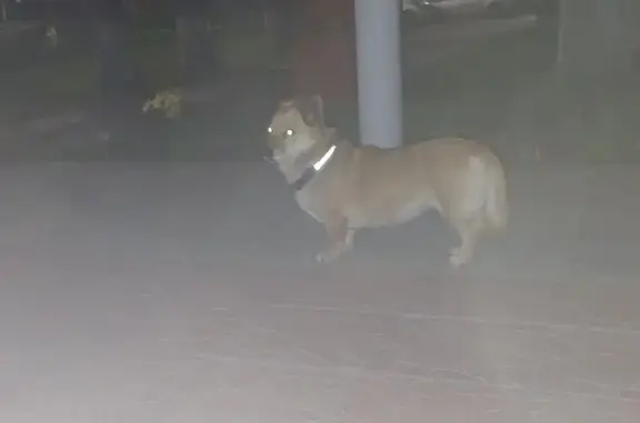 Собака найдена: ул. Гагарина, 27, Курск