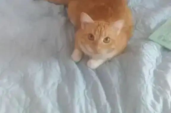 Кошки потеряшки, Разумное, фото: Потеряшка кошка, Новосадовая, Разумное