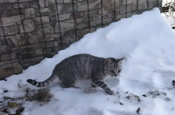 Кошки потеряшки, Эушта, фото: Потеряшка кошка, Береговая 11, Эушта