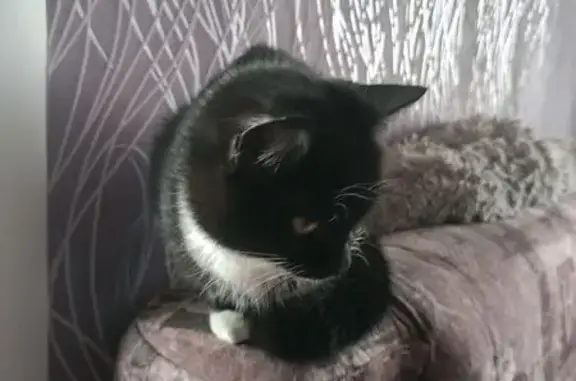 Найдена кошка, ул. Филиппова, 4, Новокузнецк
