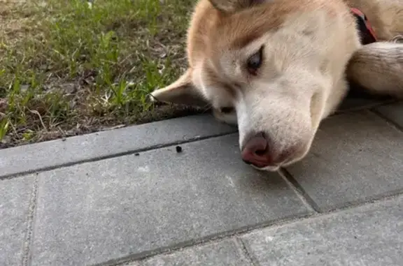 Хаски найдена на ул. Камозина, 9, Старково