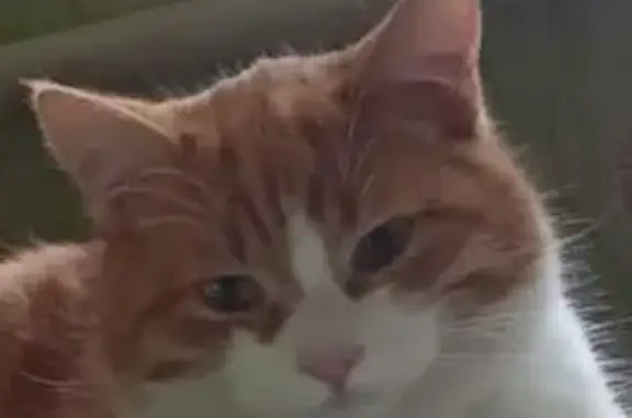 Пропала кошка, Ватутина 36, Сальск