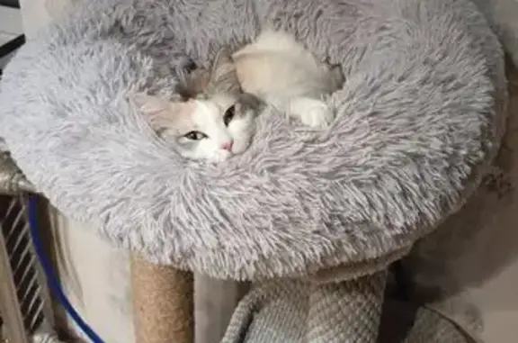 Кошки потеряшки, Екатеринбург, фото: Потеряшка кошка, Стахановская 32, Екб