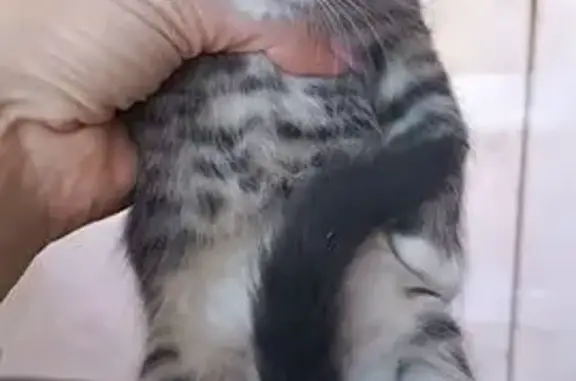 Найдена кошка, Ульяновск, фото: Кошка с котятами, Камышинская 83, Ульяновск